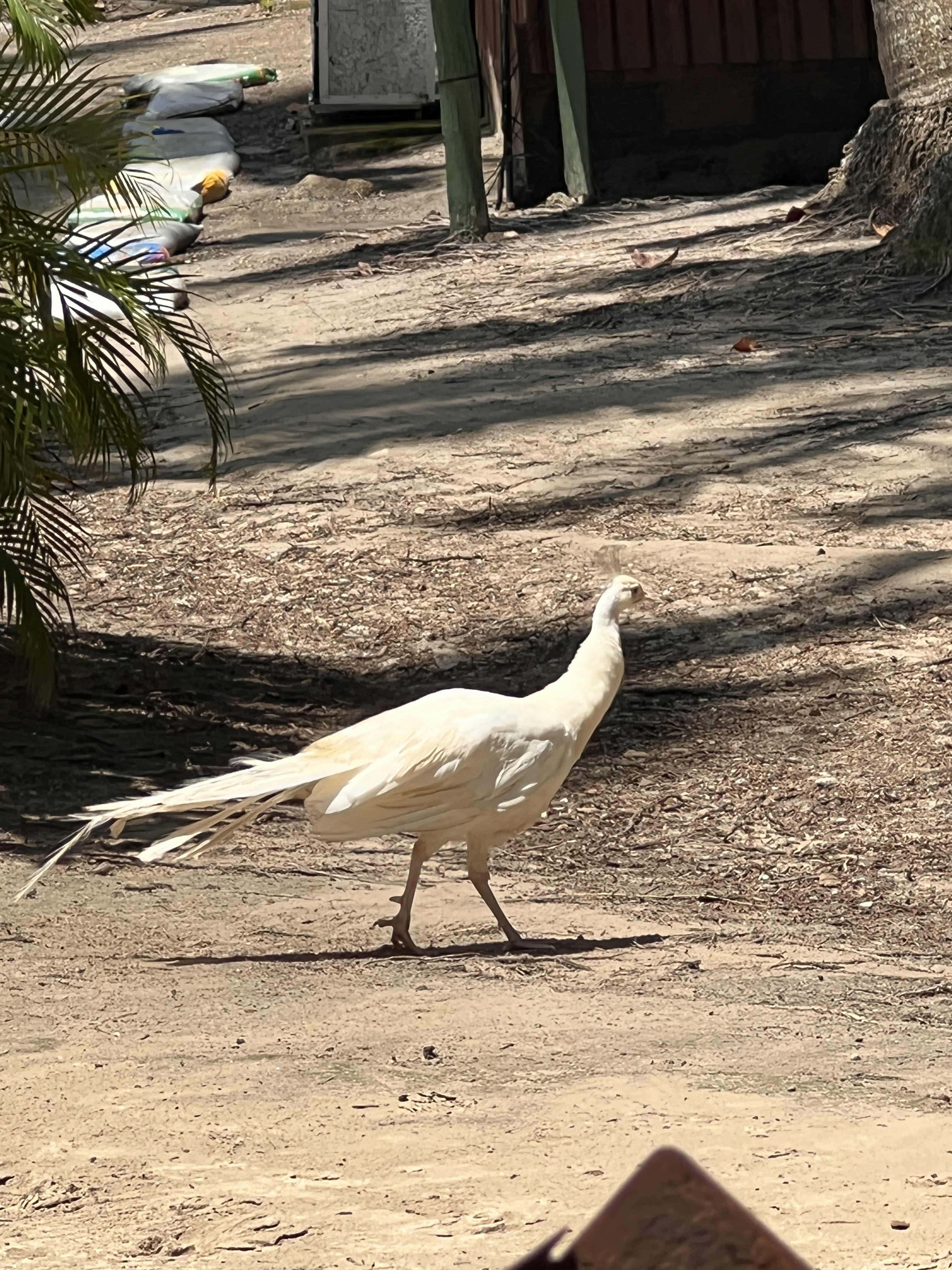 duck